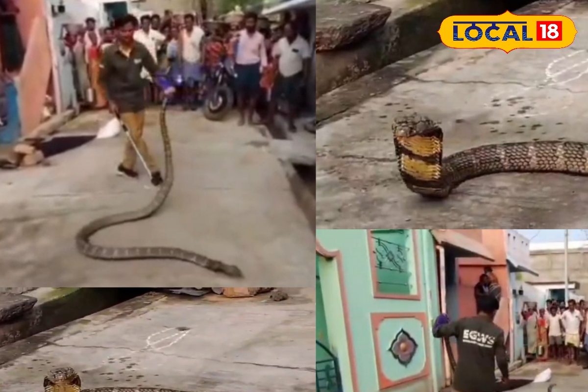 Giant King Cobra: జనం మధ్యకు వచ్చిన 15 అడుగుల కింగ్ కోబ్రా.. స్నేక్ చూసి షివరైన కాలనీ వాసులు