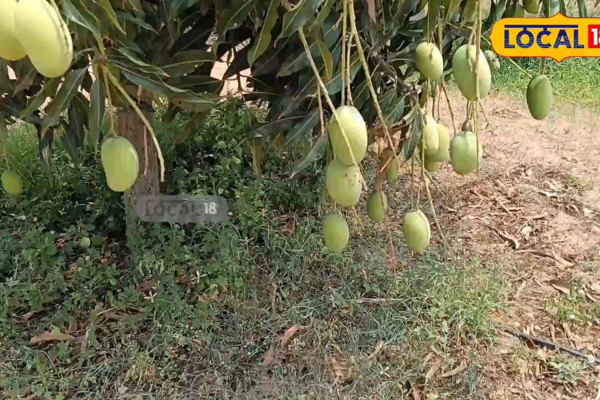 Mango Crop: ఈసారి మార్కెట్లో మామిడి ఎందుకు లేట్.. రైతుల ఆవేదన వెనుక అసలు నిజం ఇదే..!