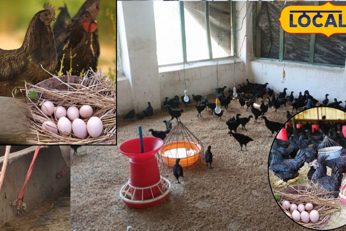 Best Egg Laying Chicken Breeds: సంవత్సరం అంతా గుడ్లు పెట్టే కోళ్లు ఇవే.. లాభాలు బాటలో అక్కడి రైతులు