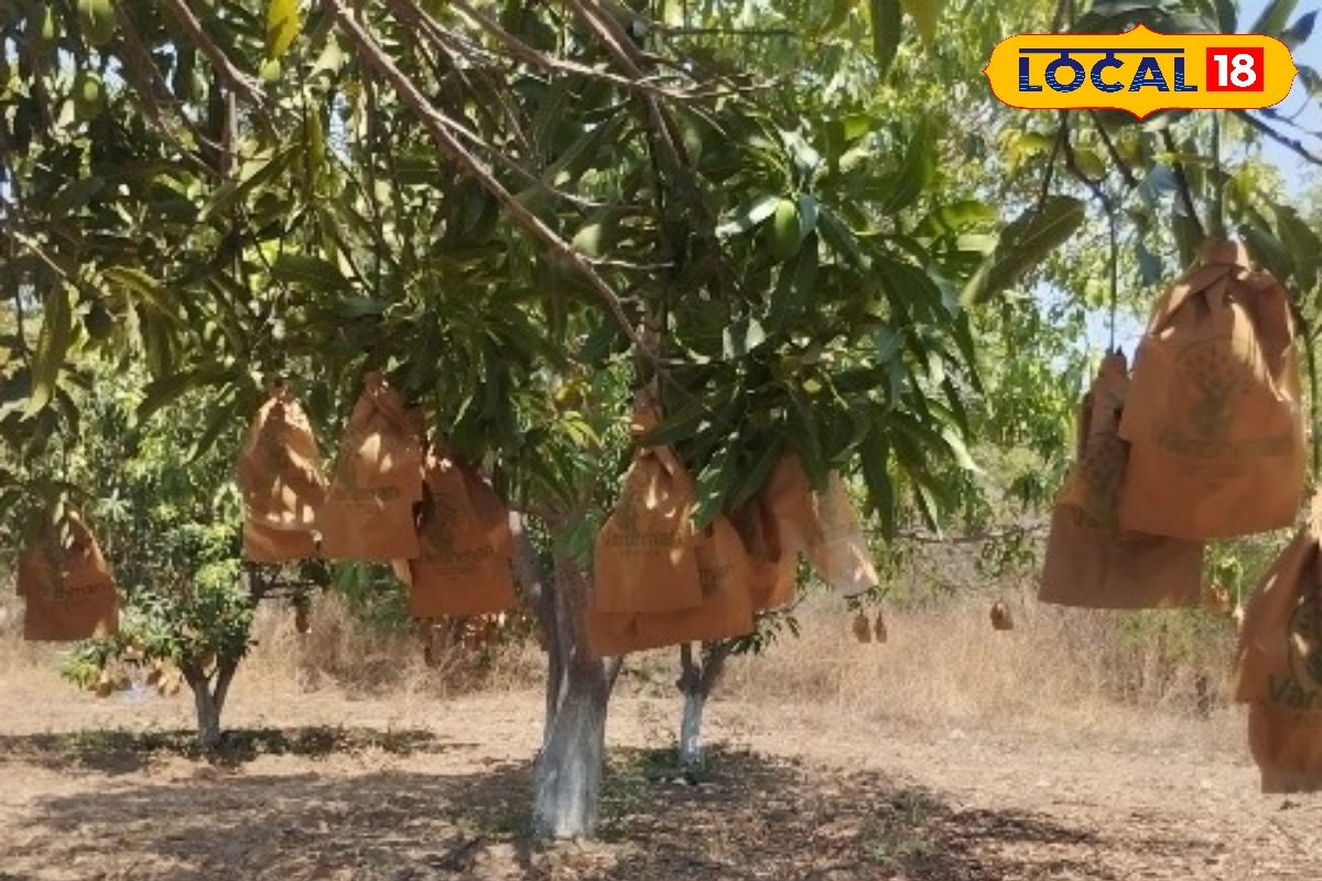 Mango Protection Tips: కాసిన మామిడి కాయలను కాపాడుకునేందుకు అక్కడ ఏం చేస్తున్నారో చూడండి