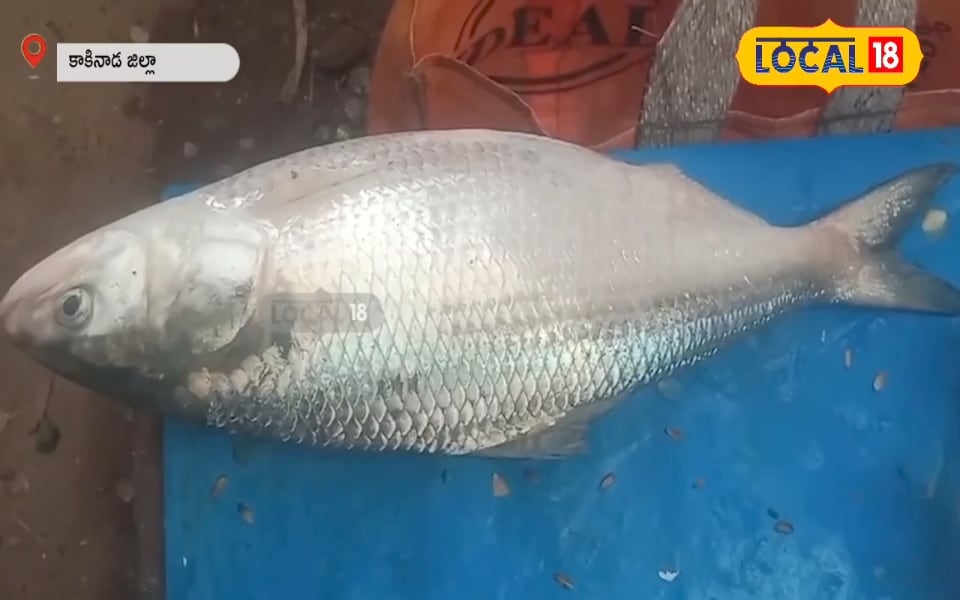 Pulasa Fish: కోనసీమలో అద్భుతం.. ఏప్రిల్‌లోనే మత్స్యకారుల వలకు చిక్కిన పులస!